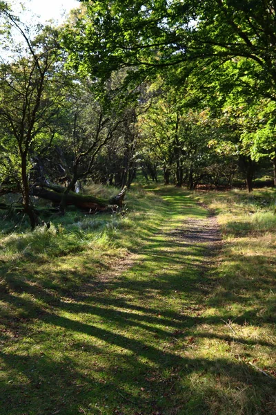 Ruhige Landschaft Mit Grünem Wald Europäische Naturlandschaft Foto Schöne Grüne — Stockfoto