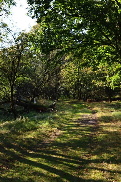 Prachtige Dag Het Herfstpark Pathway Door Groene Bomen Zonnige Dag — Stockfoto