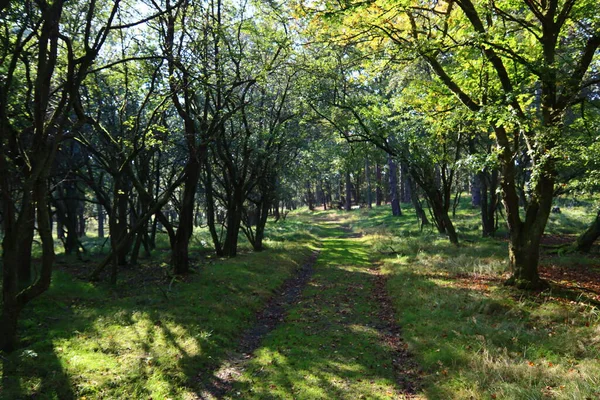 Ruhige Landschaft Mit Grünem Wald Europäische Naturlandschaft Foto Schöne Grüne — Stockfoto
