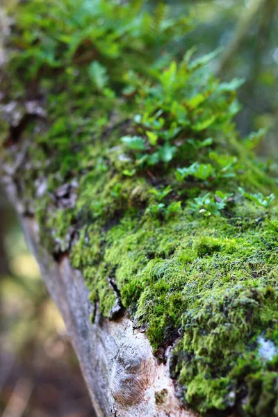 Green Moss Υφή Close Φωτογραφία Όμορφα Βρύα Ένα Δέντρο Φθινοπωρινή — Φωτογραφία Αρχείου