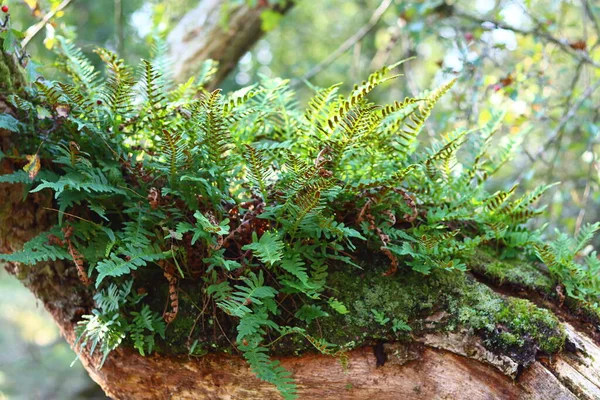 Musgo Verde Una Rama Árbol Foto Primer Plano Del Patrón —  Fotos de Stock