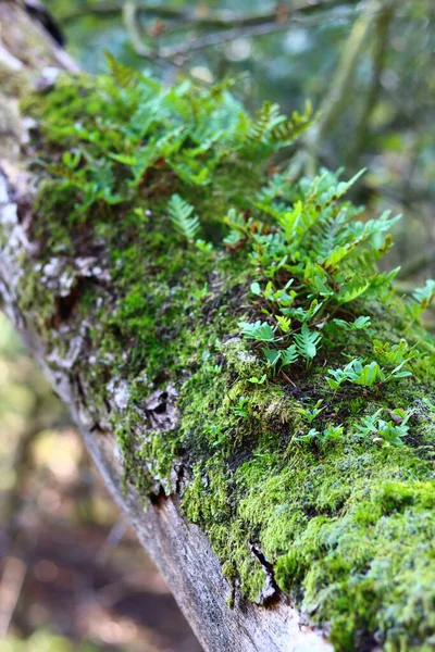 Zielony Mech Tekstury Zbliżyć Zdjęcie Piękny Mech Drzewie Jesienny Las — Zdjęcie stockowe