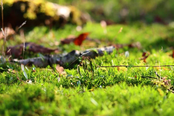 Zielony Mech Tekstury Zbliżyć Zdjęcie Piękny Mech Drzewie Jesienny Las — Zdjęcie stockowe