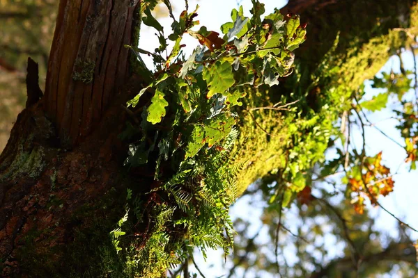 Green Moss Υφή Close Φωτογραφία Όμορφα Βρύα Ένα Δέντρο Φθινοπωρινή — Φωτογραφία Αρχείου