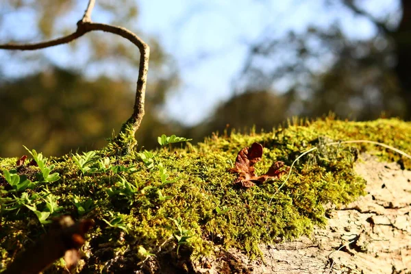 Green Moss Υφή Close Φωτογραφία Όμορφα Βρύα Ένα Δέντρο Φθινοπωρινή — Φωτογραφία Αρχείου