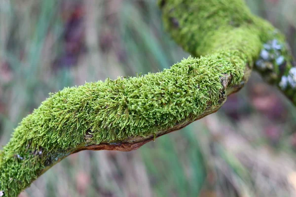 Green Moss Υφή Close Φωτογραφία Όμορφα Βρύα Ένα Δέντρο Φθινοπωρινή — Φωτογραφία Αρχείου