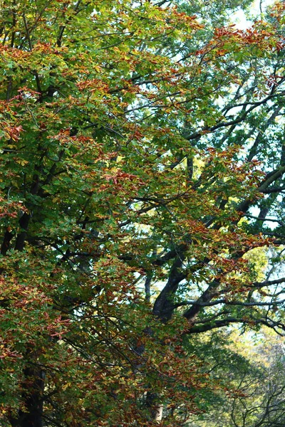 Beaux Arbres Dans Forêt Contexte Naturel Abstrait Saison Automne Dans — Photo