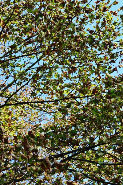 Όμορφα Δέντρα Στο Δάσος Αφηρημένο Φυσικό Υπόβαθρο Φθινοπωρινή Περίοδος Στο — Φωτογραφία Αρχείου
