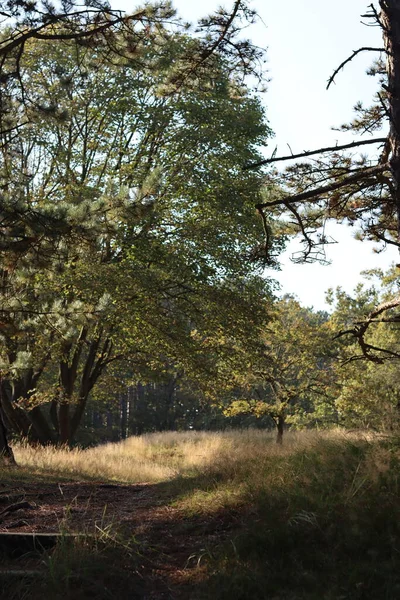 Pěší Stezka Krásném Podzimním Parku Procházet Lese Slunečný Den Lese — Stock fotografie