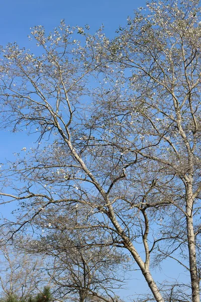 Fundo Natural Abstrato Árvores Brancas Fundo Azul Céu — Fotografia de Stock