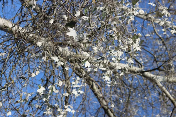 Абстрактный Естественный Фон Белые Деревья Голубом Фоне Неба — стоковое фото