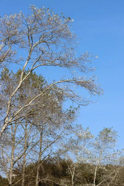 Αφηρημένο Φυσικό Υπόβαθρο Λευκά Δέντρα Μπλε Φόντο Του Ουρανού — Φωτογραφία Αρχείου