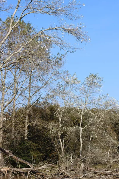 Δέντρα Λευκά Φύλλα Μπλε Φόντο Του Ουρανού Αφηρημένο Φυσικό Υπόβαθρο — Φωτογραφία Αρχείου