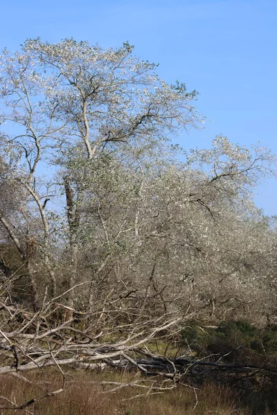 Ramos Árvores Com Folhas Brancas Fundo Azul Céu Contexto Natural — Fotografia de Stock