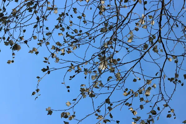 Гілки Дерев Білим Листям Фоні Блакитного Неба Абстрактний Природний Фон — стокове фото