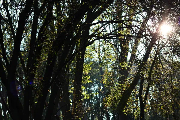 Όμορφα Δέντρα Στο Δάσος Αφηρημένο Φυσικό Υπόβαθρο Φθινοπωρινή Περίοδος Στο — Φωτογραφία Αρχείου