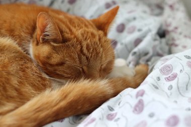Yatakta uyuyan kızıl kedi. Şirin hayvan, yakın plan fotoğraf.. 