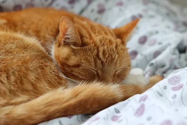 Ginger Gato Dormindo Cama Bonito Animal Estimação Perto Foto — Fotografia de Stock