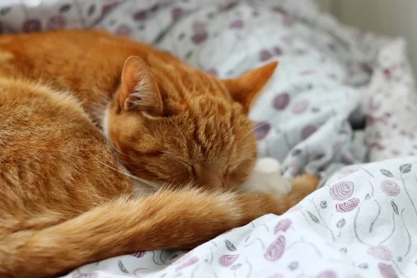 Ginger Gato Dormindo Cama Bonito Animal Estimação Perto Foto — Fotografia de Stock