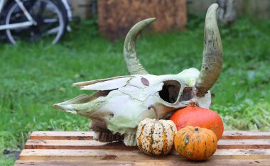 İnek kafatası ve dekoratif kabak ahşap masada, yeşil çimenler arka planda, insan yok, kopyalama alanı. Bahçede Cadılar Bayramı süslemeleri. 