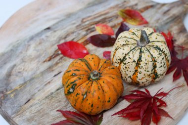 Güzel kabak yakın çekim fotoğrafı. Dekoratif bir su kabağı. Sonbahar hasadı. 