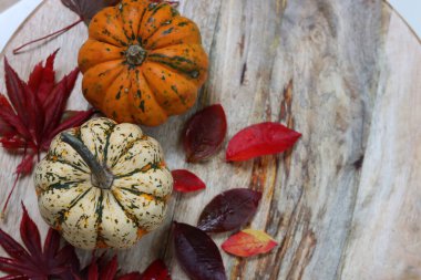 Güzel kabak yakın çekim fotoğrafı. Dekoratif bir su kabağı. Sonbahar hasadı. 