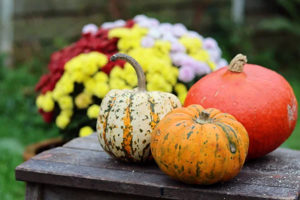 秋天的静物画 背景为南瓜 秋天收获照片 有机蔬菜靠拢 — 图库照片