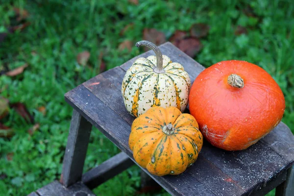 Zucca Rossa Kuri Zucca Dolce Zucca Golden Nugget Vicino Bella — Foto Stock