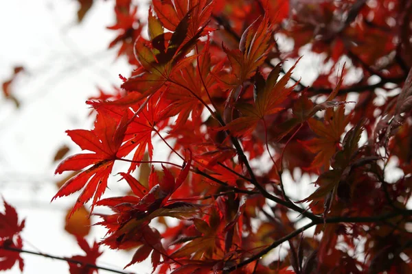 Japonský Javor Opouští Fotografii Zblízka Struktura Červeného Podzimu Abstraktní Přírodní — Stock fotografie