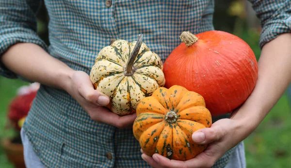 Kobieta Farmerka Trzymająca Zgniecenia Kobieta Zielonej Koszuli Posiada Trzy Dynie — Zdjęcie stockowe