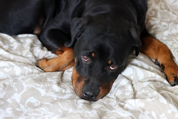ベッドの上でかわいい黒いロトウィラー犬の写真を閉じます 犬はカメラを見て — ストック写真