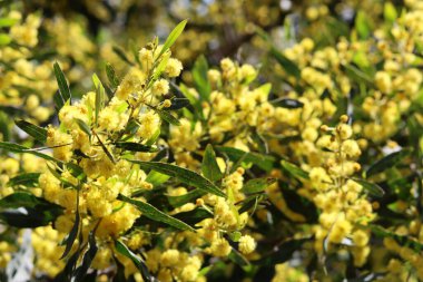 Güzel sarı çalı yakın çekim fotoğrafı. Dallardaki Akasya çiçekleri. Bahar sezonu fotoğrafı.. 