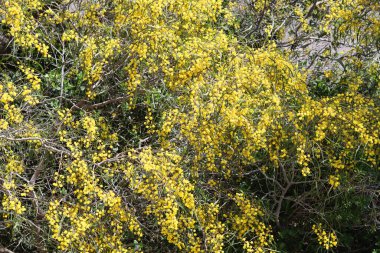 Çiçek açan akasya ağacı. Dallardaki güzel sarı çiçekler. Bahar sezonu fotoğrafı.. 