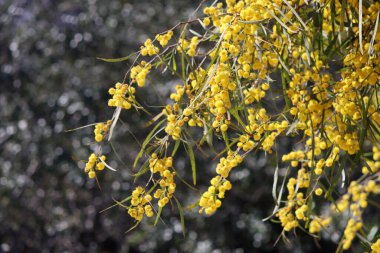 Çiçek açan akasya ağacı. Dallardaki güzel sarı çiçekler. Bahar sezonu fotoğrafı.. 