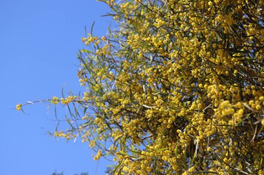 Çiçek açan akasya ağacı. Dallardaki güzel sarı çiçekler. Bahar sezonu fotoğrafı.. 