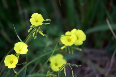 Bahar sarısı çiçekleri yakın çekimde. Kopyalama alanı olan karanlık bir arkaplan. Çevre sohbet kavramı. 