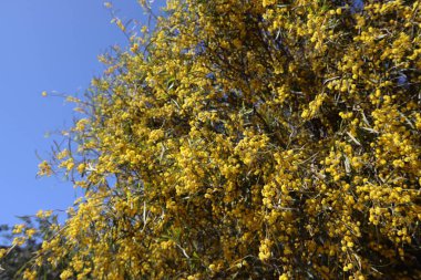 Çiçek açan akasya ağacı. Dallardaki güzel sarı çiçekler. Bahar sezonu fotoğrafı.. 