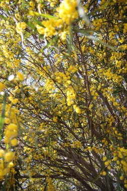 Acacia 'nın çiçekli çalıları. Dallarda güzel sarı bir çiçek. Bahar bitkisi yakın çekim fotoğrafı. 