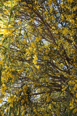 Çiçek açan akasya ağacı. Dallardaki güzel sarı çiçekler. Bahar sezonu fotoğrafı.. 