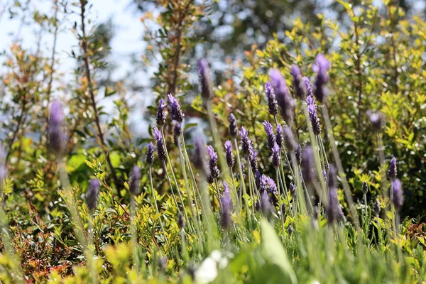 花园里正在开花的薰衣草花 阳光灿烂的春日照片 季节性植物的关闭 — 图库照片