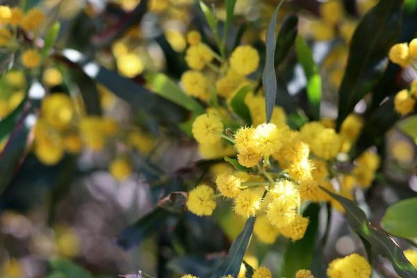 Flores Amarelas Primavera Fecham Foto Fundo Escuro Com Espaço Cópia — Fotografia de Stock
