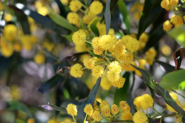 Beautiful Yellow Bush Close Photo Acacia Flowers Branches Spring Season — Stock Photo, Image