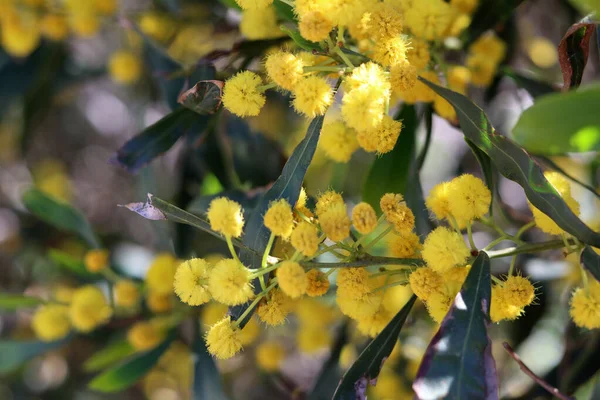 Flores Amarelas Primavera Fecham Foto Fundo Escuro Com Espaço Cópia — Fotografia de Stock