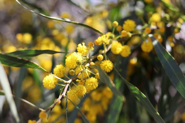 Hermoso Arbusto Amarillo Foto Cerca Flores Acacia Ramas Primavera Temporada — Foto de Stock