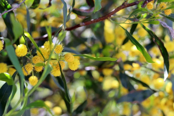 Hermoso Arbusto Amarillo Foto Cerca Flores Acacia Ramas Primavera Temporada — Foto de Stock