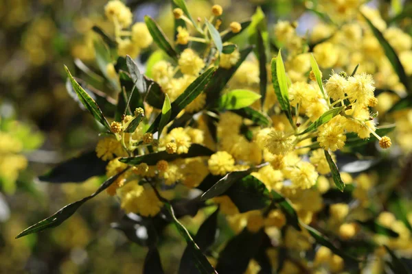 Arbusto Amarelo Bonito Perto Foto Flores Acácia Ramos Primavera Temporada — Fotografia de Stock