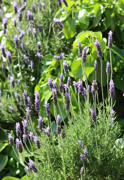 Lavender Bush Zamknąć Zdjęcie Lawenda Rosnąca Skale — Zdjęcie stockowe