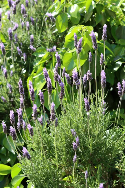 Lavendelstruik Close Foto Lavendel Groeiend Een Rots — Stockfoto