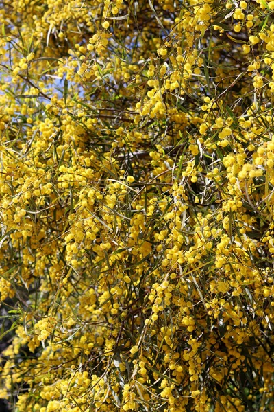 Acacia 'nın çiçekli çalıları. Dallarda güzel sarı bir çiçek. Bahar bitkisi yakın çekim fotoğrafı. 