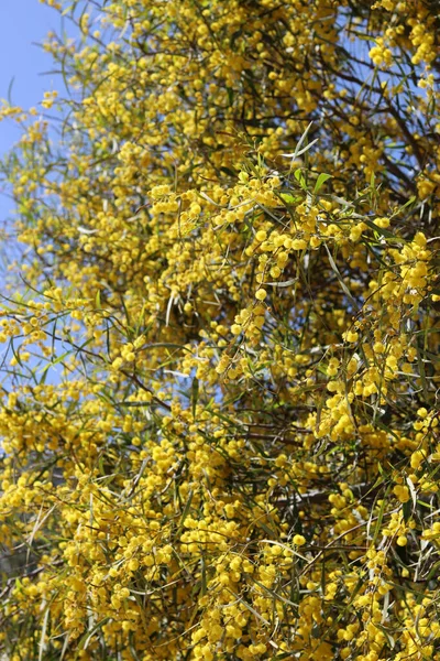 Acacia 'nın çiçekli çalıları. Dallarda güzel sarı bir çiçek. Bahar bitkisi yakın çekim fotoğrafı. 